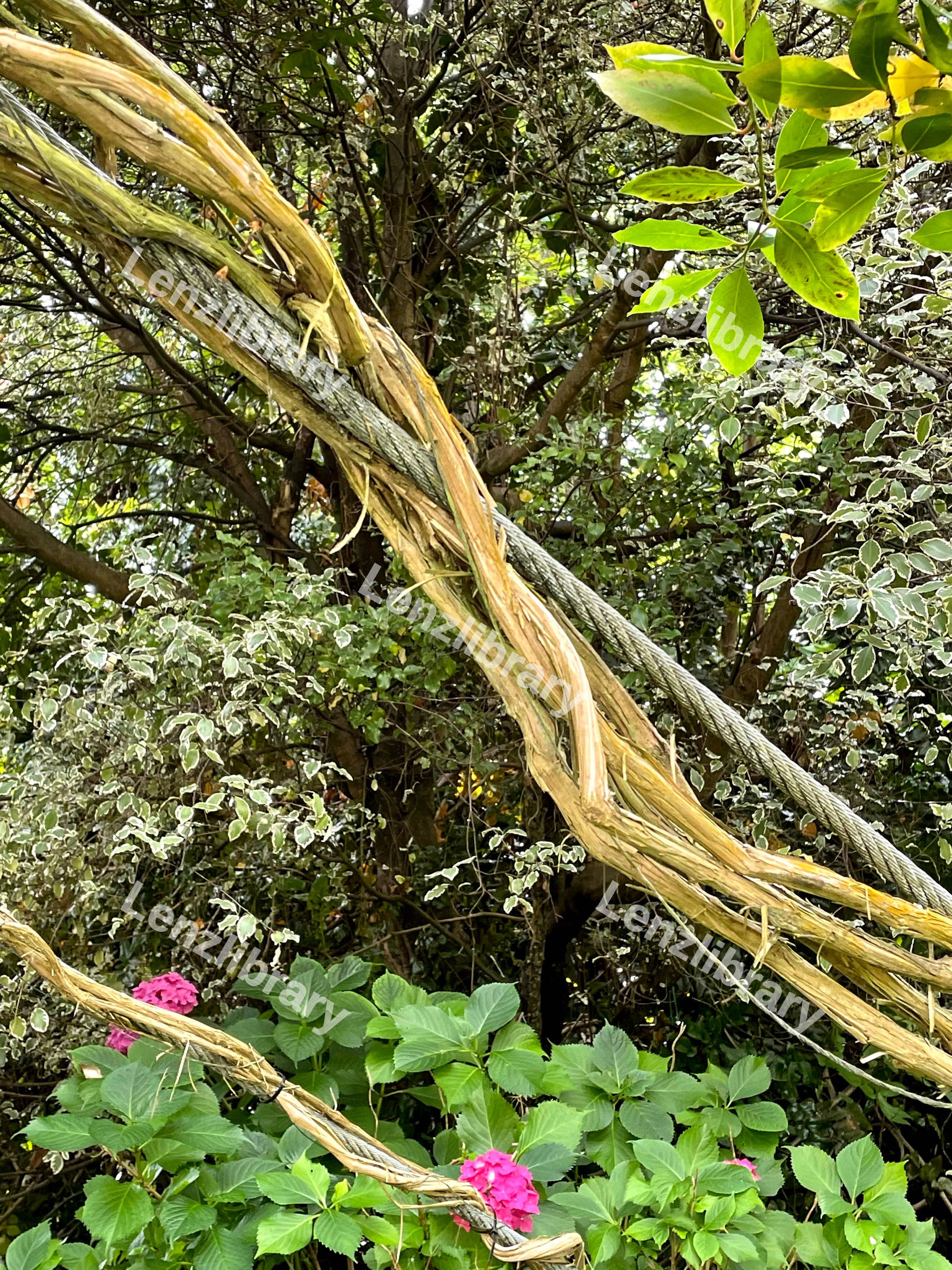 Vines Wrapping Around Cable